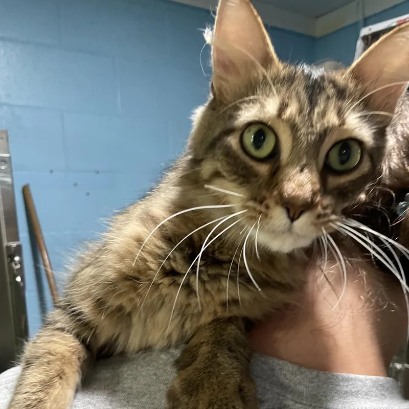 An adult medium-sized female Brown / Chocolate Domestic Medium Hair cat named Tia for adoption in Newport, NC