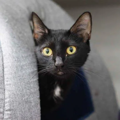 A baby small-sized female Black Domestic Short Hair cat named Queen for adoption in Atlanta, GA