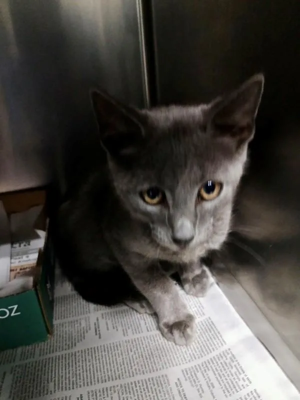An adult large-sized male Domestic Short Hair cat named b Clark for adoption in Dallas, GA