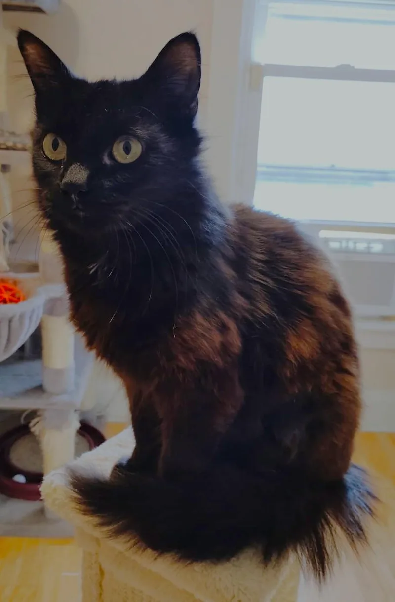 A young medium-sized female Domestic Long Hair cat named Trixie for adoption in New Bedford, MA