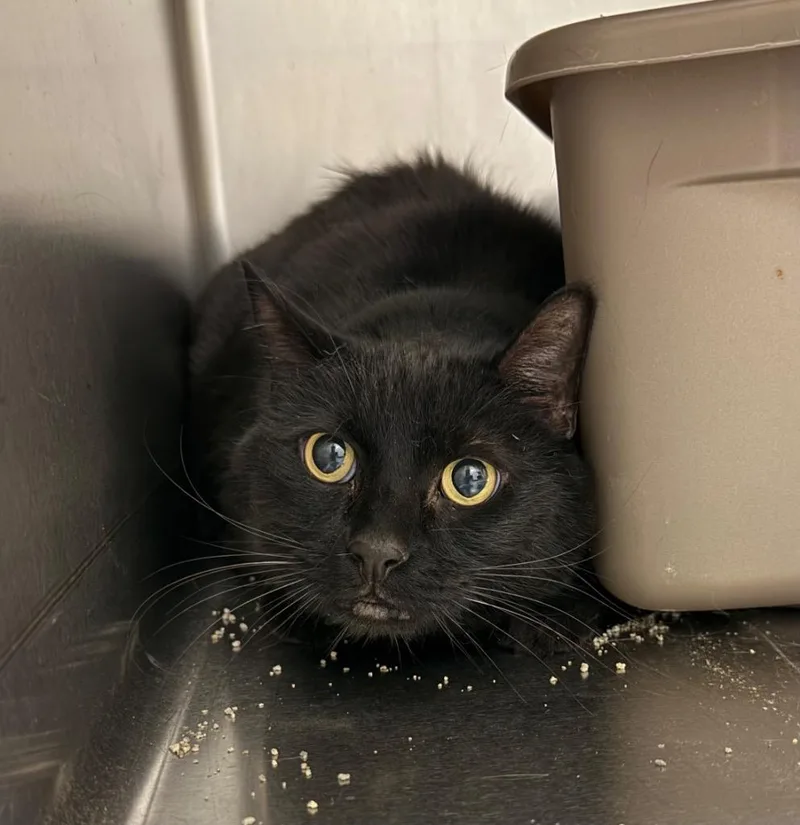 A senior medium-sized male Domestic Short Hair cat named Blackie for adoption in Thayne, WY