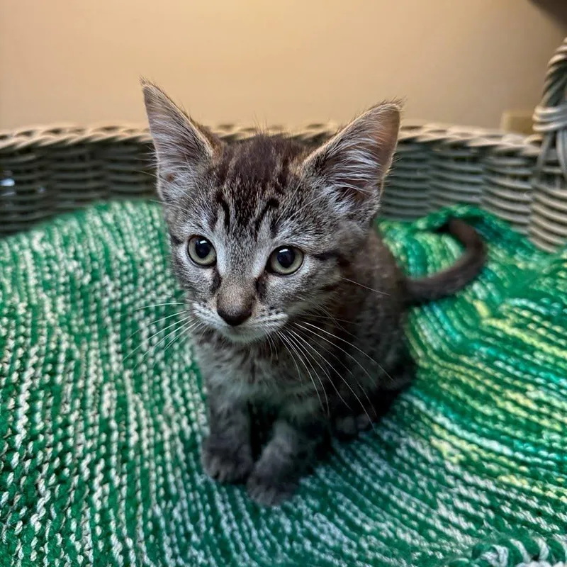 A baby small-sized female Brown / Chocolate Domestic Short Hair cat named Rosemary for adoption in Newport News, VA