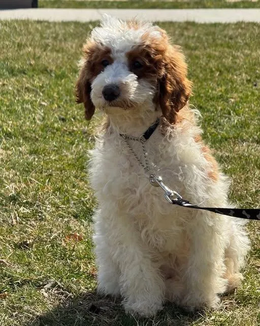 A baby medium-sized female Apricot / Beige Poodle dog named Clover for adoption in Egg Harbor City, NJ