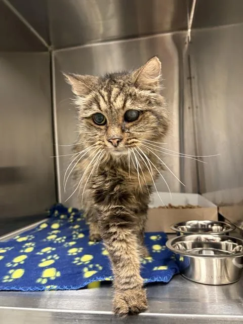 A senior large-sized female Domestic Short Hair cat named Olivia for adoption in Indianapolis, IN