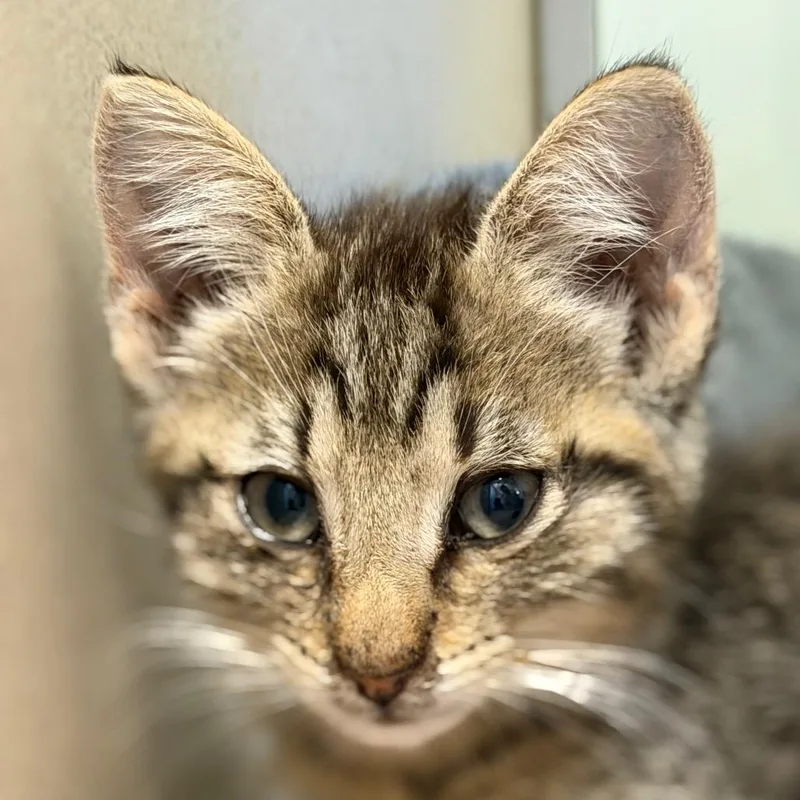 A baby small-sized male Domestic Short Hair cat named Max for adoption in Rifle, CO
