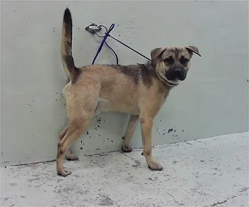 A young large-sized male German Shepherd Dog dog named Porkchop for adoption in Houston, TX