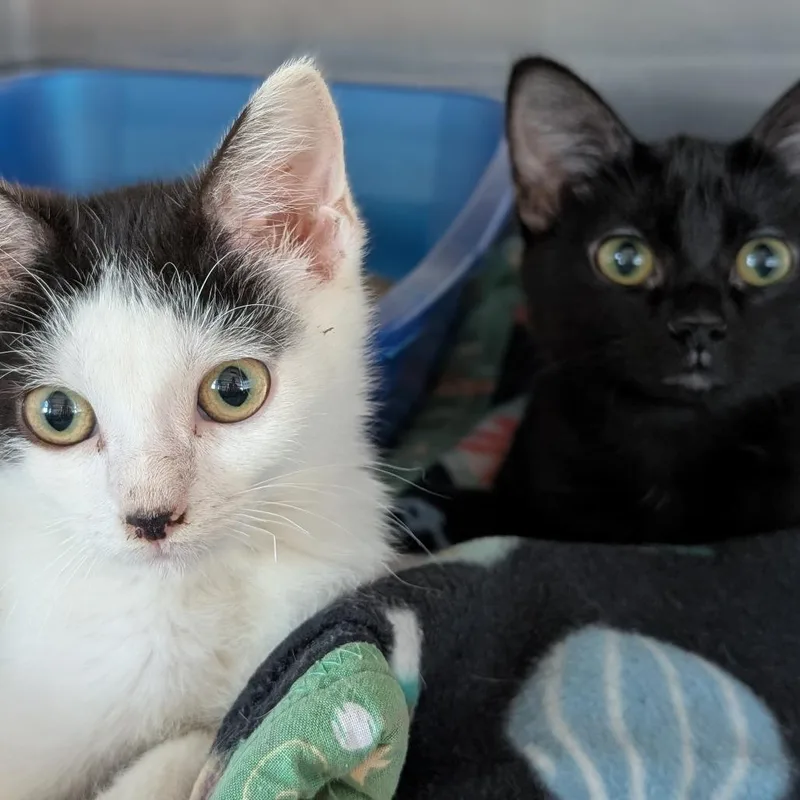 A baby small-sized female Black Domestic Short Hair cat named Dotty for adoption in Canton, IL
