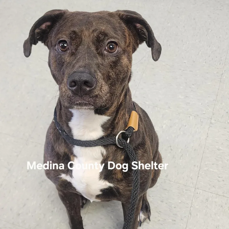 An adult large-sized female Brindle Pit Bull Terrier dog named Bella for adoption in Medina, OH