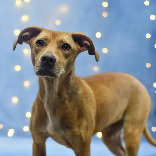 An adult medium-sized female Brown / Chocolate Mixed Breed dog named Glinda for adoption in Defuniak Springs, FL