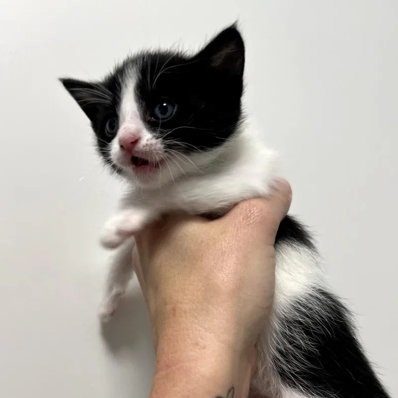 A baby small-sized female Black Domestic Short Hair cat named Punchy for adoption in Long Beach, CA