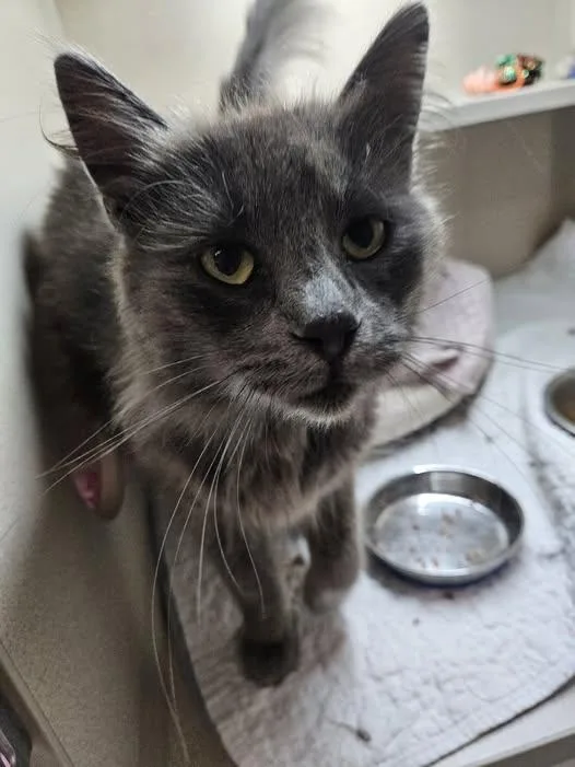 A young medium-sized male Smoke Domestic Long Hair cat named Gandalf for adoption in Quincy, CA