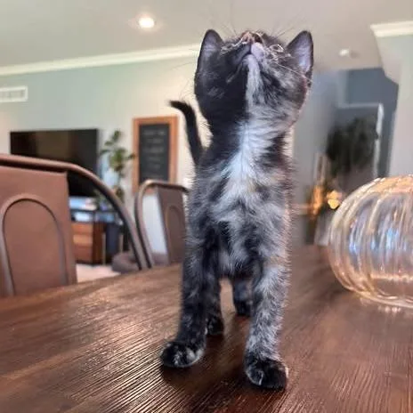 A baby small-sized female Black Domestic Short Hair cat named Applejack for adoption in Fairway, KS