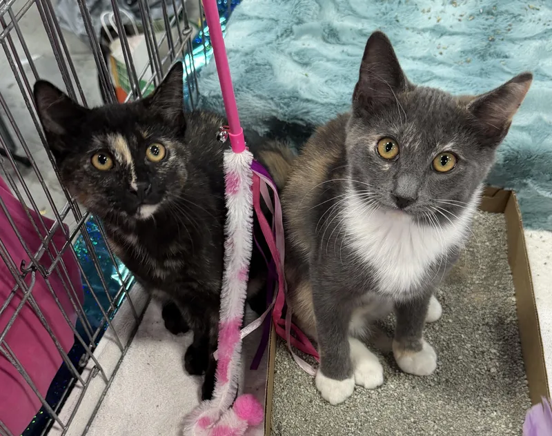 A baby medium-sized female Tortoiseshell Domestic Short Hair cat named Sloan and Luanne for adoption in East Hanover, NJ