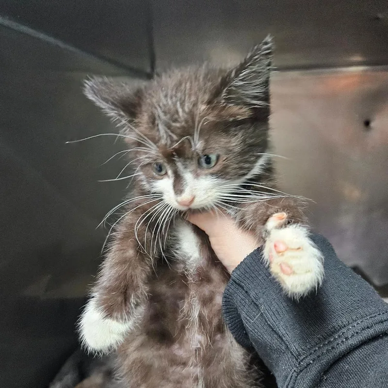 A baby small-sized female Black Domestic Short Hair cat named Eclipse for adoption in Pasadena , MD