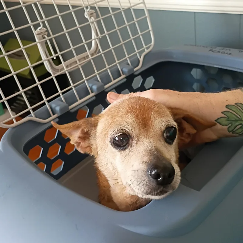 A senior small-sized female Chihuahua dog named Ruth for adoption in Salisbury, MD