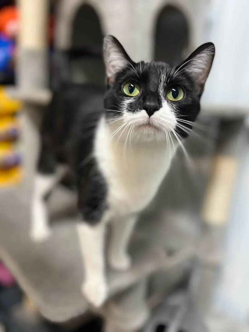 An adult medium-sized female Black & White / Tuxedo Domestic Short Hair cat named Socks for adoption in Calhoun, KY