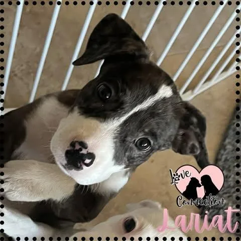 A baby medium-sized female Black Pit Bull Terrier dog named Lariat for adoption in Gilbert, AZ