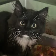 A baby small-sized male Black Domestic Short Hair cat named Harley Quinn for adoption in Veneta, OR
