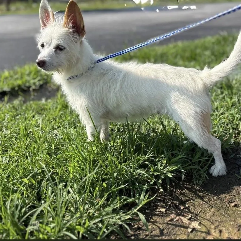 An adult small-sized female White / Cream West Highland White Terrier / Westie dog named Coraline for adoption in Tyrone, GA