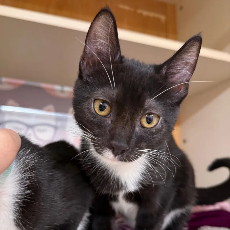 A baby small-sized male Black Domestic Short Hair cat named Shiro for adoption in Hamburg, NY
