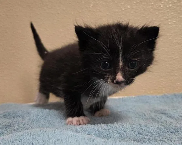 A baby small-sized male Domestic Short Hair cat named Comet for adoption in Vancouver, WA