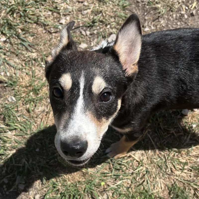 An adult small-sized female Black Collie dog named Penny for adoption in Austin, TX