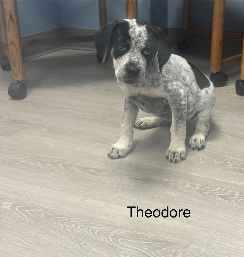 A baby medium-sized male White / Cream Coonhound dog named Theodore for adoption in Ulster, PA