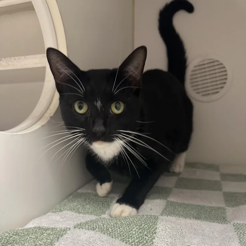 A young medium-sized male Domestic Short Hair cat named Andy for adoption in Reisterstown, MD