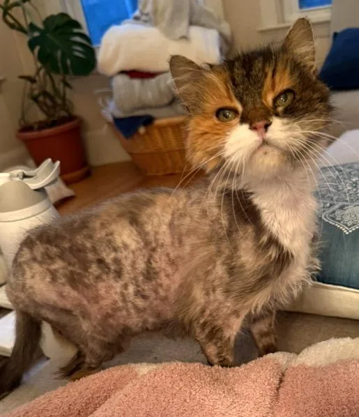 A senior medium-sized female Domestic Long Hair cat named Selena for adoption in Cumberland, ME