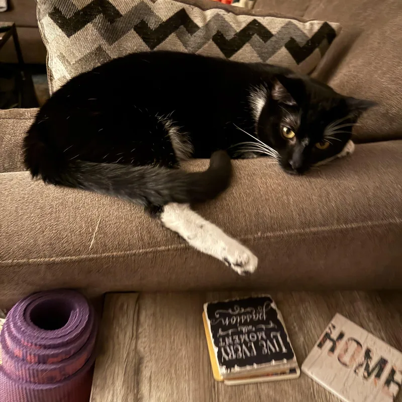 An adult medium-sized male Black & White / Tuxedo Domestic Short Hair cat named Bo for adoption in Davis, CA