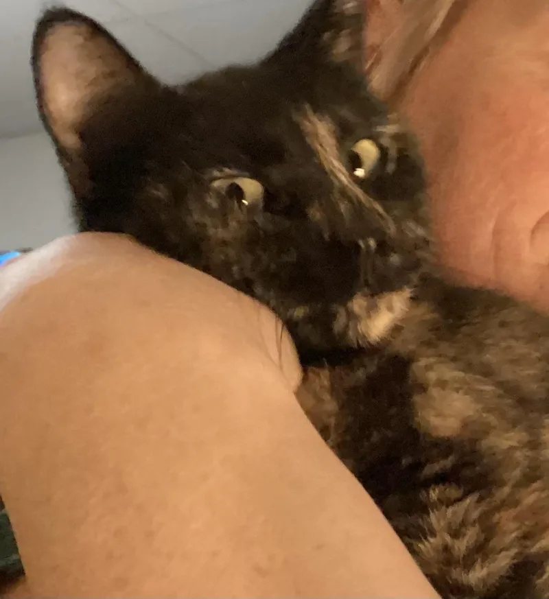 A young medium-sized female Tortoiseshell Domestic Short Hair cat named Nebula for adoption in Lemoyne, PA