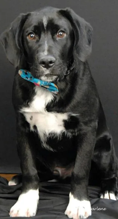 A young medium-sized male Plott Hound dog named Uncle Sam for adoption in Newland, NC