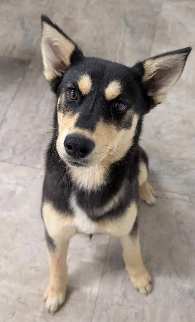 A baby medium-sized female Shepherd dog named Taylor Aka Muni for adoption in Seven Points, TX