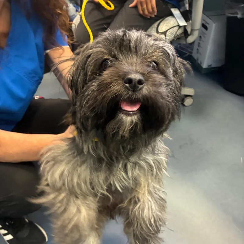 A young small-sized female Shih Tzu dog named Pluto for adoption in Greensboro, NC