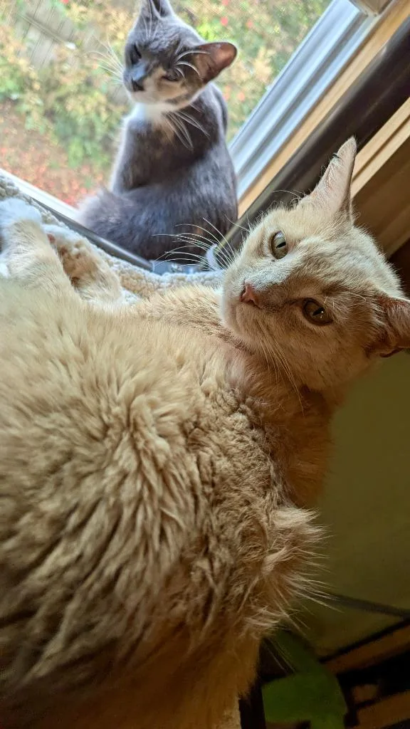 A senior medium-sized male Domestic Short Hair cat named Tang for adoption in Rice Lake, WI