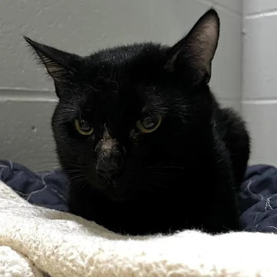 A young medium-sized male Black Domestic Short Hair cat named Pip for adoption in Jackson, MI