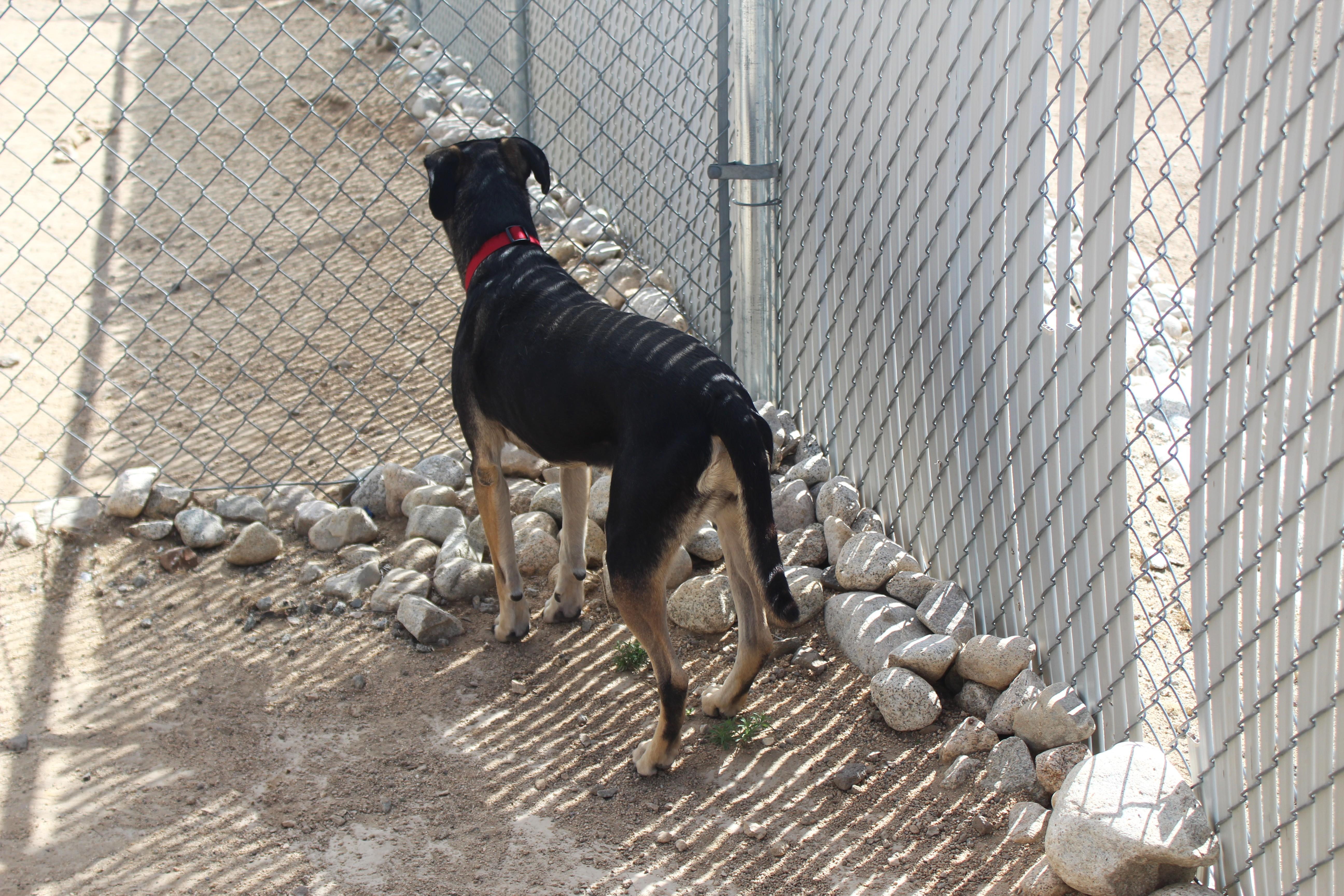 An adult large-sized female Bicolor Shepherd dog named Grace for adoption in Yucca Valley, CA