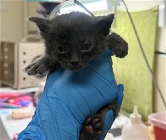A baby small-sized male Domestic Short Hair cat named Birch for adoption in Riverside, CA