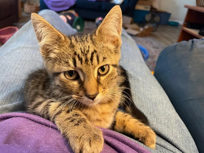 A baby medium-sized male Domestic Short Hair cat named Scrappy for adoption in Wintersville, OH