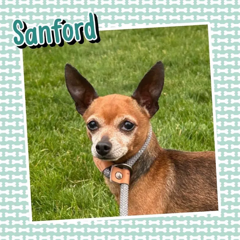 A senior small-sized male Red / Chestnut / Orange Chihuahua dog named Sanford for adoption in Hudson, IL
