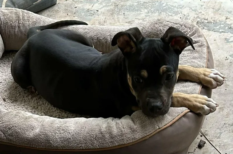 A baby medium-sized female Brown / Chocolate Rottweiler dog named Velvet for adoption in Boerne, TX