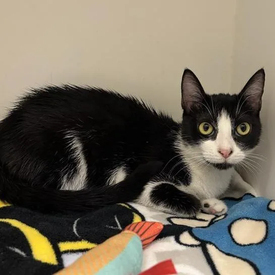 An adult medium-sized female Black Domestic Short Hair cat named Aubrey for adoption in Hawthorne, CA