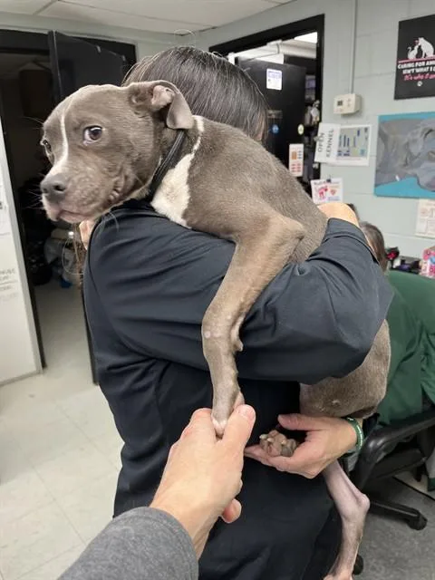 A young medium-sized male American Staffordshire Terrier dog named Bach for adoption in Chester, SC