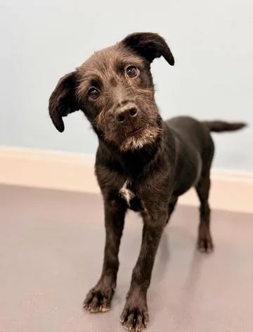 A baby medium-sized female Black Labradoodle dog named Velcro for adoption in Covington, LA