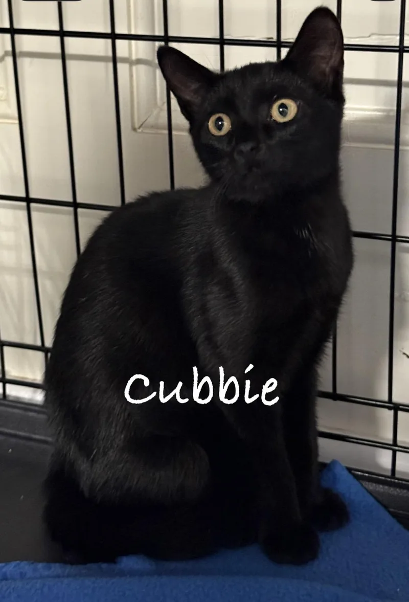 A baby medium-sized female Black Domestic Short Hair cat named Cubbie for adoption in Pawleys Island, SC