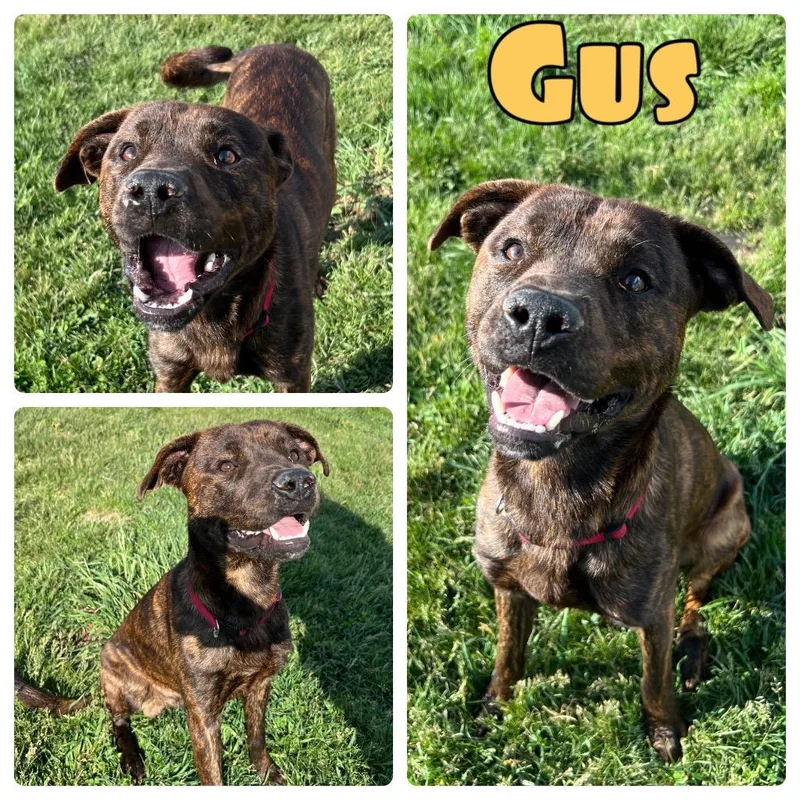 Gus thumbnail 2