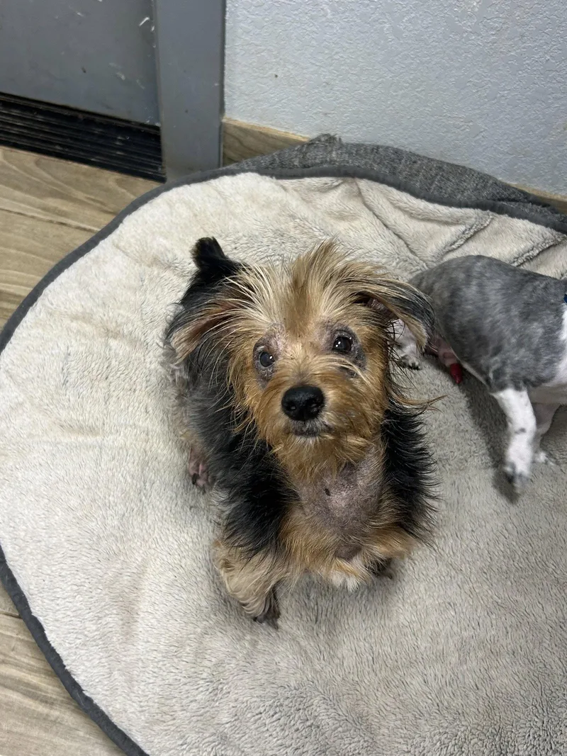 An adult small-sized female Yorkshire Terrier dog named Mercedes for adoption in Pipe Creek, TX