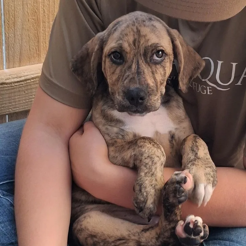 A baby medium-sized male Brindle Mixed Breed dog named Skulker for adoption in Freeport, FL