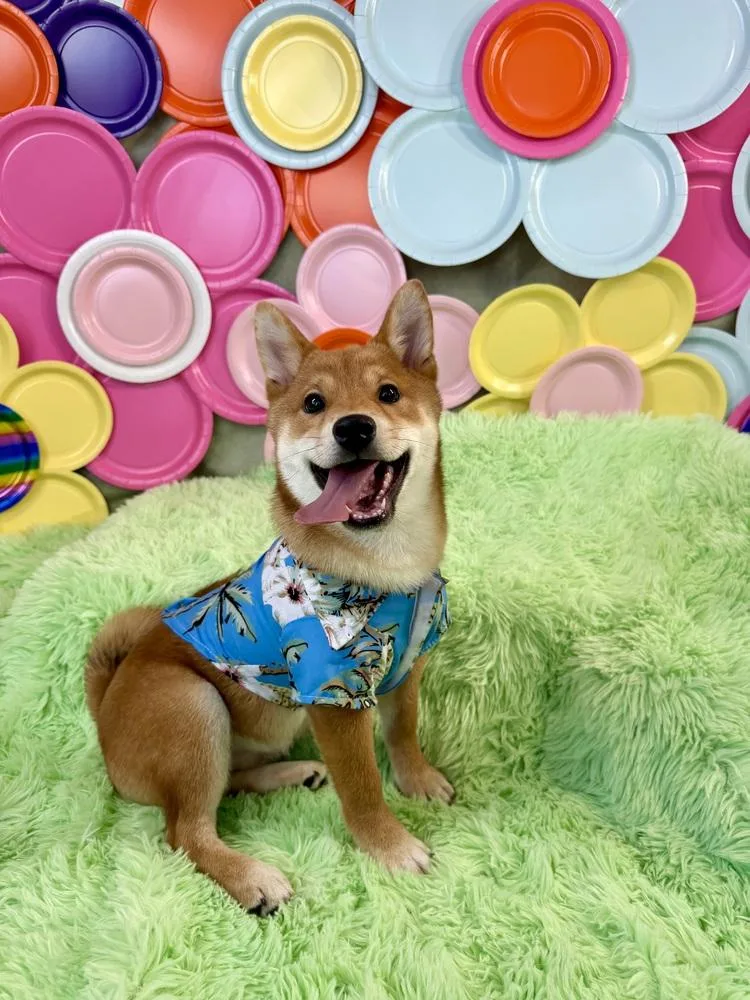 Yoshi