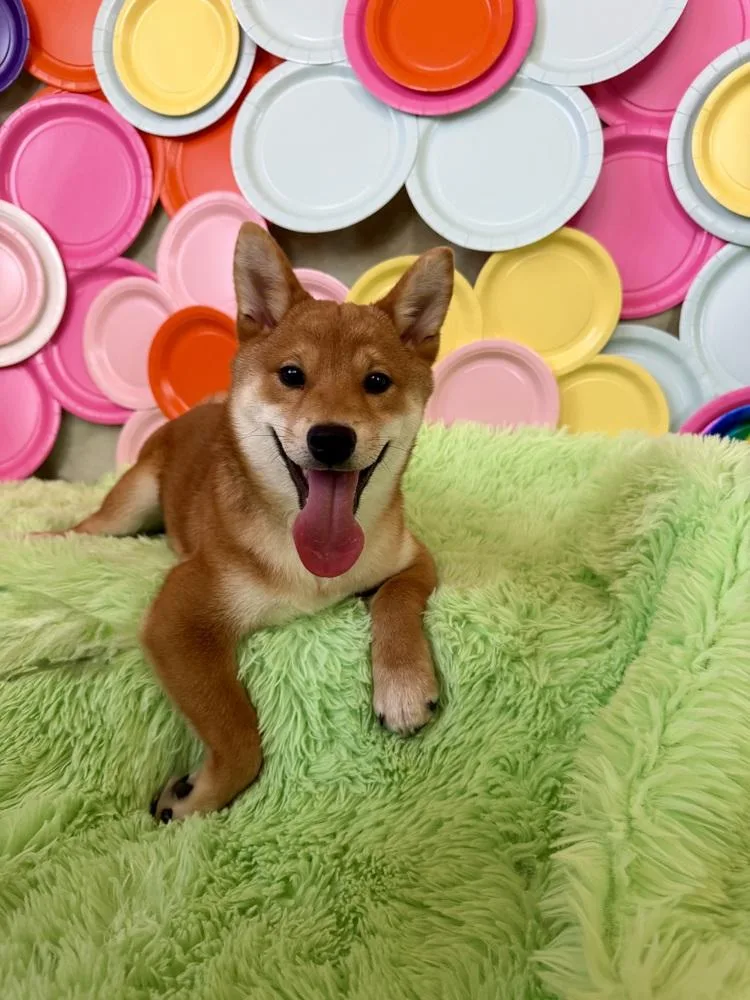 Yoshi thumbnail 2